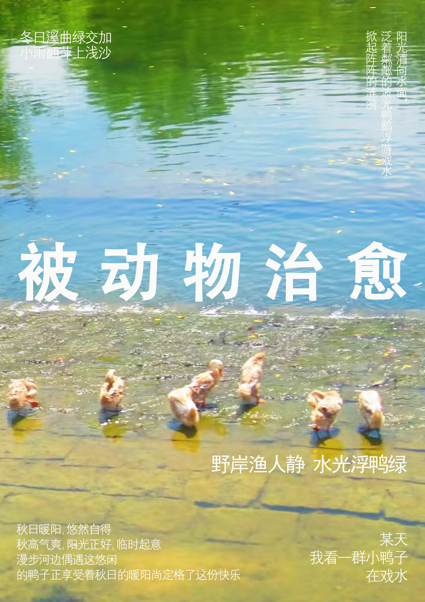 被动物治愈水母与野鸭主题海报